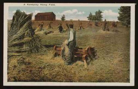 Hemp Once Grew Where Pentagon Now Stands Image